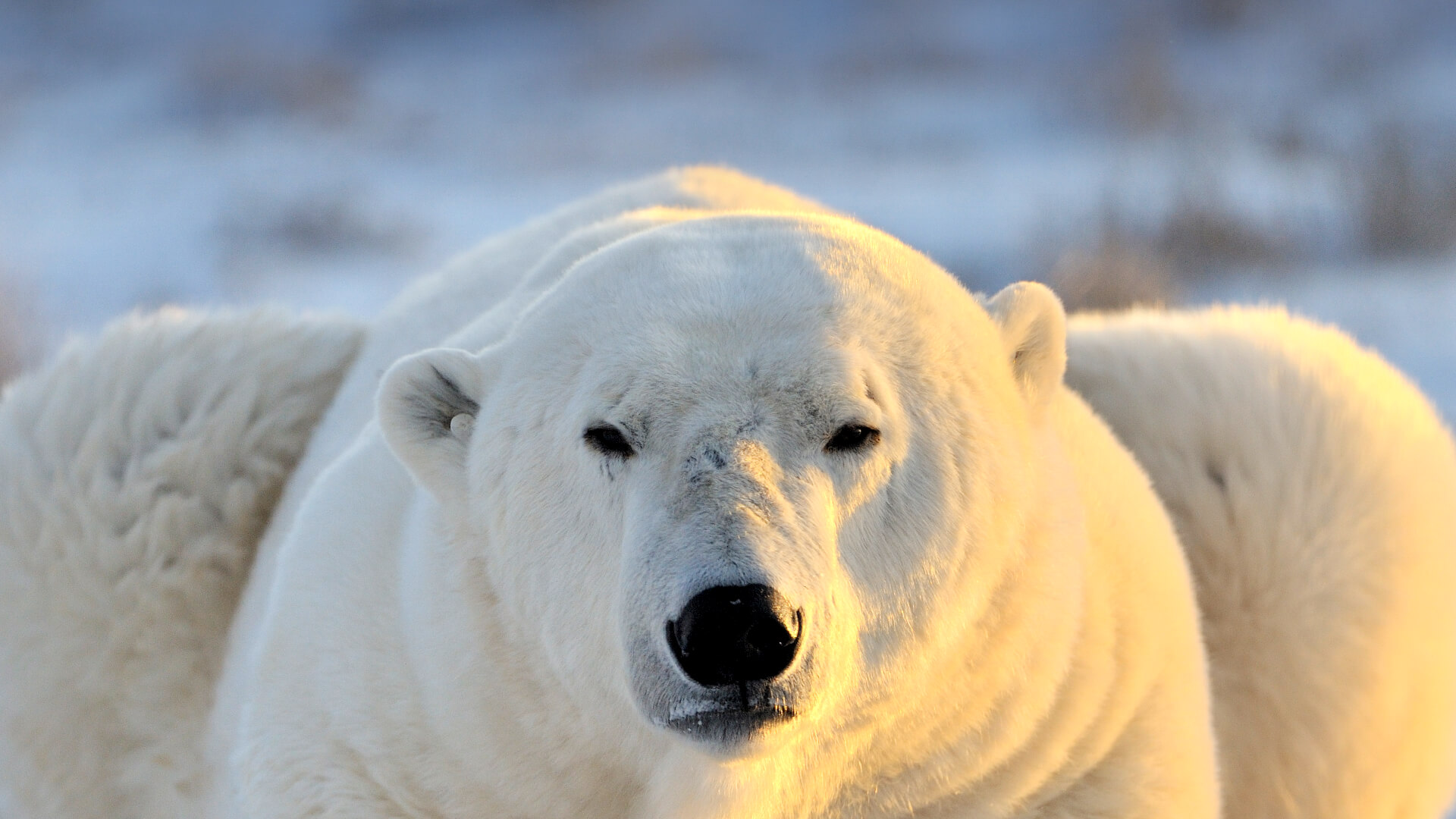 polar bear cam