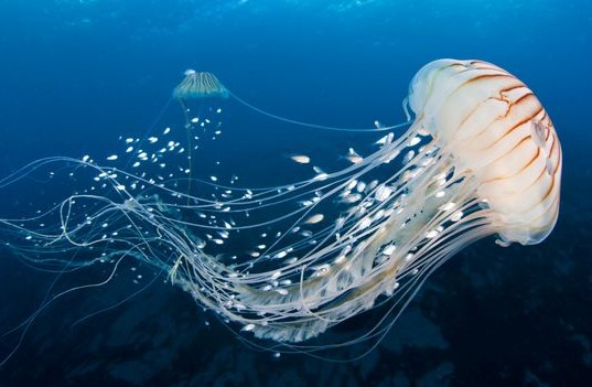 jellyfish cam